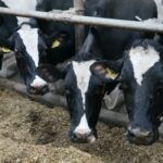 Į ginklų parduotuvę užsuka ne tik medžiotojai