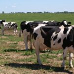 Pušaloto miestelyje „išdygo“ modulinis namelis