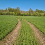 Iš didmiesčio į kaimą pabėgę Marius ir Simona: čia net laikas kitoks