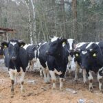 „Labai mielas savas kraštas“