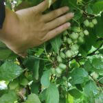 Joniškėlyje blyksėjo dešimtys fotoaparatų