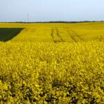 Namišietės gyvulininkystės ūkis išaugo nuo vienos pasoginės karvės