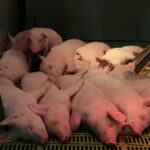 Kaip tinkamai formuoti imunitetą, kad jis mumis pasirūpintų?