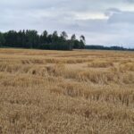 Trijų ąžuolų paunksnėje įkūrė šeimos kavinę