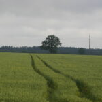 Plečiasi Lietuvos žemės ūkio produkcijos eksporto geografija