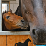 Pasvaliečiai pasigedo eglių