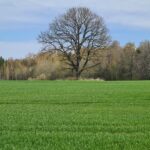 Naujasis Vilkiškių bendruomenės pirmininkas – veiklų sūkuryje