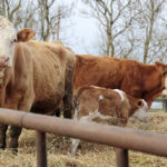 „Ežiukas“ iš Joniškėlio: kai spygliuotas charakteris virsta stiprybe