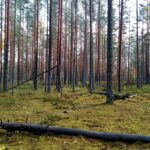 Šlapia vasara koregavo bulvių derlių ir kainą